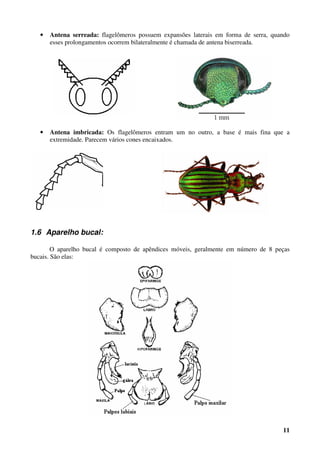 11
• Antena serreada: flagelômeros possuem expansões laterais em forma de serra, quando
esses prolongamentos ocorrem bilateralmente é chamada de antena biserreada.
• Antena imbricada: Os flagelômeros entram um no outro, a base é mais fina que a
extremidade. Parecem vários cones encaixados.
1.6 Aparelho bucal:
O aparelho bucal é composto de apêndices móveis, geralmente em número de 8 peças
bucais. São elas:
 