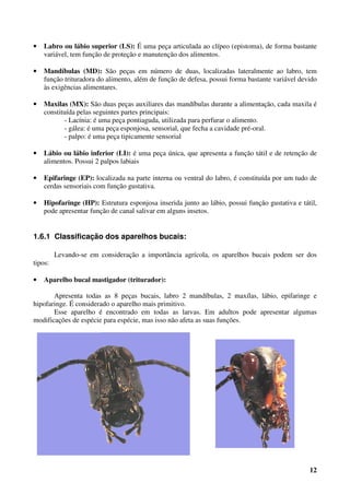 12
• Labro ou lábio superior (LS): É uma peça articulada ao clípeo (epistoma), de forma bastante
variável, tem função de proteção e manutenção dos alimentos.
• Mandíbulas (MD): São peças em número de duas, localizadas lateralmente ao labro, tem
função trituradora do alimento, além de função de defesa, possui forma bastante variável devido
às exigências alimentares.
• Maxilas (MX): São duas peças auxiliares das mandíbulas durante a alimentação, cada maxila é
constituída pelas seguintes partes principais:
- Lacínia: é uma peça pontiaguda, utilizada para perfurar o alimento.
- gálea: é uma peça esponjosa, sensorial, que fecha a cavidade pré-oral.
- palpo: é uma peça tipicamente sensorial
• Lábio ou lábio inferior (LI): é uma peça única, que apresenta a função tátil e de retenção de
alimentos. Possui 2 palpos labiais
• Epifaringe (EP): localizada na parte interna ou ventral do labro, é constituída por um tudo de
cerdas sensoriais com função gustativa.
• Hipofaringe (HP): Estrutura esponjosa inserida junto ao lábio, possui função gustativa e tátil,
pode apresentar função de canal salivar em alguns insetos.
1.6.1 Classificação dos aparelhos bucais:
Levando-se em consideração a importância agrícola, os aparelhos bucais podem ser dos
tipos:
• Aparelho bucal mastigador (triturador):
Apresenta todas as 8 peças bucais, labro 2 mandíbulas, 2 maxílas, lábio, epifaringe e
hipofaringe. É considerado o aparelho mais primitivo.
Esse aparelho é encontrado em todas as larvas. Em adultos pode apresentar algumas
modificações de espécie para espécie, mas isso não afeta as suas funções.
 