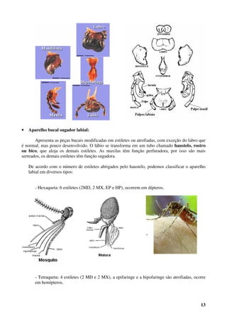13
• Aparelho bucal sugador labial:
Apresenta as peças bucais modificadas em estiletes ou atrofiadas, com exceção do labro que
é normal, mas pouco desenvolvido. O lábio se transforma em um tubo chamado haustelo, rostro
ou bico, que aloja os demais estiletes. As maxilas têm função perfuradora, por isso são mais
serreados, os demais estiletes têm função sugadora.
De acordo com o número de estiletes abrigados pelo haustelo, podemos classificar o aparelho
labial em diversos tipos:
- Hexaqueta: 6 estiletes (2MD, 2 MX, EP e HP), ocorrem em dípteros.
- Tetraqueta: 4 estiletes (2 MD e 2 MX), a epifaringe e a hipofaringe são atrofiadas, ocorre
em hemípteros.
 
