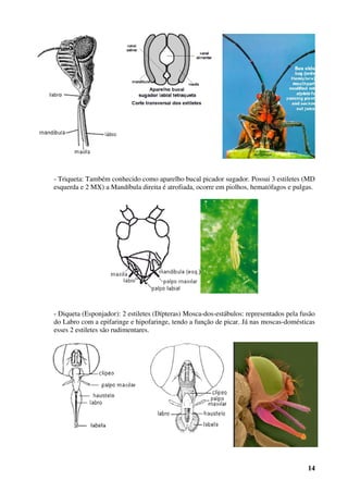 14
- Triqueta: Também conhecido como aparelho bucal picador sugador. Possui 3 estiletes (MD
esquerda e 2 MX) a Mandíbula direita é atrofiada, ocorre em piolhos, hematófagos e pulgas.
- Diqueta (Esponjador): 2 estiletes (Dípteras) Mosca-dos-estábulos: representados pela fusão
do Labro com a epifaringe e hipofaringe, tendo a função de picar. Já nas moscas-domésticas
esses 2 estiletes são rudimentares.
 