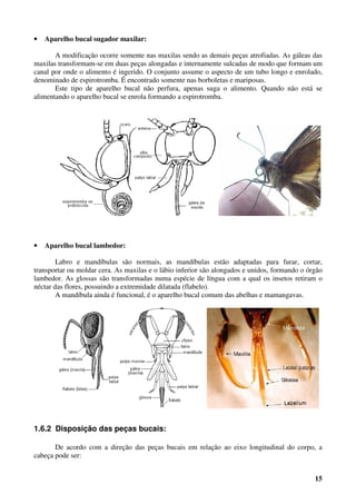 15
• Aparelho bucal sugador maxilar:
A modificação ocorre somente nas maxilas sendo as demais peças atrofiadas. As gáleas das
maxilas transformam-se em duas peças alongadas e internamente sulcadas de modo que formam um
canal por onde o alimento é ingerido. O conjunto assume o aspecto de um tubo longo e enrolado,
denominado de espirotromba. É encontrado somente nas borboletas e mariposas.
Este tipo de aparelho bucal não perfura, apenas suga o alimento. Quando não está se
alimentando o aparelho bucal se enrola formando a espirotromba.
• Aparelho bucal lambedor:
Labro e mandíbulas são normais, as mandíbulas estão adaptadas para furar, cortar,
transportar ou moldar cera. As maxilas e o lábio inferior são alongados e unidos, formando o órgão
lambedor. As glossas são transformadas numa espécie de língua com a qual os insetos retiram o
néctar das flores, possuindo a extremidade dilatada (flabelo).
A mandíbula ainda é funcional, é o aparelho bucal comum das abelhas e mamangavas.
1.6.2 Disposição das peças bucais:
De acordo com a direção das peças bucais em relação ao eixo longitudinal do corpo, a
cabeça pode ser:
 