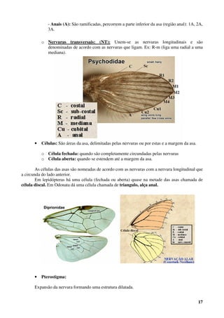 17
- Anais (A): São ramificadas, percorrem a parte inferior da asa (região anal): 1A, 2A,
3A.
o Nervuras transversais: (NT): Unem-se as nervuras longitudinais e são
denominadas de acordo com as nervuras que ligam. Ex: R-m (liga uma radial a uma
mediana).
• Células: São áreas da asa, delimitadas pelas nervuras ou por estas e a margem da asa.
o Célula fechada: quando são completamente circundadas pelas nervuras
o Célula aberta: quando se estendem até a margem da asa.
As células das asas são nomeadas de acordo com as nervuras com a nervura longitudinal que
a circunda do lado anterior.
Em lepidópteras há uma célula (fechada ou aberta) quase na metade das asas chamada de
célula discal. Em Odonata dá uma célula chamada de triangulo, alça anal.
• Pterostigma:
Expansão da nervura formando uma estrutura dilatada.
 