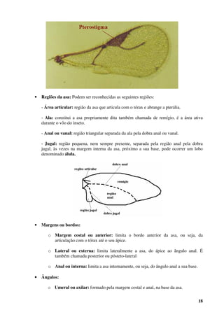 18
• Regiões da asa: Podem ser reconhecidas as seguintes regiões:
- Área articular: região da asa que articula com o tórax e abrange a pterália.
- Ala: constitui a asa propriamente dita também chamada de remígio, é a área ativa
durante o vôo do inseto.
- Anal ou vanal: região triangular separada da ala pela dobra anal ou vanal.
- Jugal: região pequena, nem sempre presente, separada pela região anal pela dobra
jugal, às vezes na margem interna da asa, próximo a sua base, pode ocorrer um lobo
denominado álula.
• Margens ou bordos:
o Margem costal ou anterior: limita o bordo anterior da asa, ou seja, da
articulação com o tórax até o seu ápice.
o Lateral ou externa: limita lateralmente a asa, do ápice ao ângulo anal. É
também chamada posterior ou pósteto-lateral
o Anal ou interna: limita a asa internamente, ou seja, do ângulo anal a sua base.
• Ângulos:
o Umeral ou axilar: formado pela margem costal e anal, na base da asa.
 