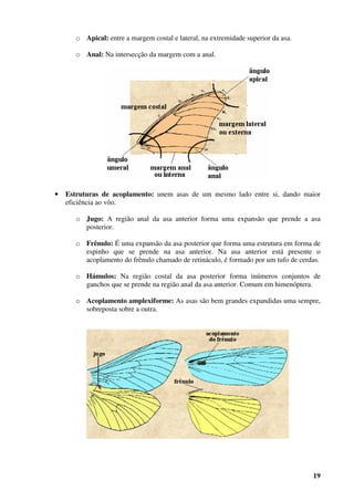 19
o Apical: entre a margem costal e lateral, na extremidade superior da asa.
o Anal: Na intersecção da margem com a anal.
• Estruturas de acoplamento: unem asas de um mesmo lado entre si, dando maior
eficiência ao vôo.
o Jugo: A região anal da asa anterior forma uma expansão que prende a asa
posterior.
o Frênulo: É uma expansão da asa posterior que forma uma estrutura em forma de
espinho que se prende na asa anterior. Na asa anterior está presente o
acoplamento do frênulo chamado de retináculo, é formado por um tufo de cerdas.
o Hámulos: Na região costal da asa posterior forma inúmeros conjuntos de
ganchos que se prende na região anal da asa anterior. Comum em himenóptera.
o Acoplamento amplexiforme: As asas são bem grandes expandidas uma sempre,
sobreposta sobre a outra.
 