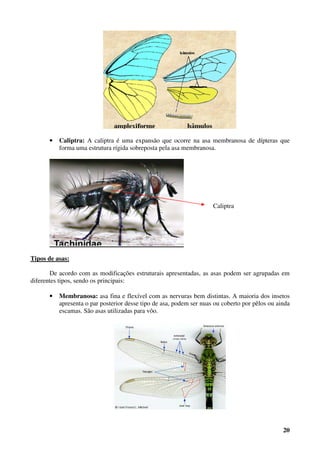 20
• Caliptra: A caliptra é uma expansão que ocorre na asa membranosa de dípteras que
forma uma estrutura rígida sobreposta pela asa membranosa.
Tipos de asas:
De acordo com as modificações estruturais apresentadas, as asas podem ser agrupadas em
diferentes tipos, sendo os principais:
• Membranosa: asa fina e flexível com as nervuras bem distintas. A maioria dos insetos
apresenta o par posterior desse tipo de asa, podem ser nuas ou coberto por pêlos ou ainda
escamas. São asas utilizadas para vôo.
Caliptra
 