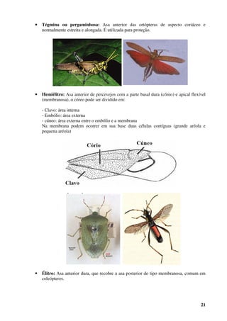 21
• Tégmina ou pergaminhosa: Asa anterior das ortópteras de aspecto coriáceo e
normalmente estreita e alongada. É utilizada para proteção.
• Hemiélitro: Asa anterior de percevejos com a parte basal dura (córeo) e apical flexível
(membranosa), o córeo pode ser dividido em:
- Clavo: área interna
- Embólio: área externa
- cúneo: área externa entre o embólio e a membrana
Na membrana podem ocorrer em sua base duas células contíguas (grande aréola e
pequena aréola)
• Élitro: Asa anterior dura, que recobre a asa posterior do tipo membranosa, comum em
coleópteros.
 