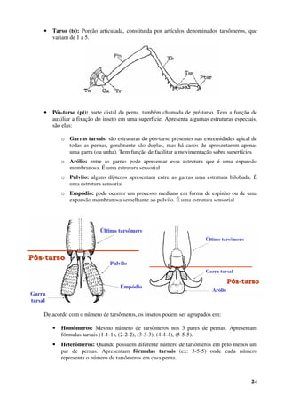 24
• Tarso (ts): Porção articulada, constituída por artículos denominados tarsômeros, que
variam de 1 a 5.
• Pós-tarso (pt): parte distal da perna, também chamada de pré-tarso. Tem a função de
auxiliar a fixação do inseto em uma superfície. Apresenta algumas estruturas especiais,
são elas:
o Garras tarsais: são estruturas do pós-tarso presentes nas extremidades apical de
todas as pernas, geralmente são duplas, mas há casos de apresentarem apenas
uma garra (ou unha). Tem função de facilitar a movimentação sobre superfícies
o Arólio: entre as garras pode apresentar essa estrutura que é uma expansão
membranosa. É uma estrutura sensorial
o Pulvilo: alguns dípteros apresentam entre as garras uma estrutura bilobada. É
uma estrutura sensorial
o Empódio: pode ocorrer um processo mediano em forma de espinho ou de uma
expansão membranosa semelhante ao pulvilo. É uma estrutura sensorial
De acordo com o número de tarsômeros, os insetos podem ser agrupados em:
• Homômeros: Mesmo número de tarsômeros nos 3 pares de pernas. Apresentam
fórmulas tarsais (1-1-1), (2-2-2), (3-3-3), (4-4-4), (5-5-5).
• Heterômeros: Quando possuem diferente número de tarsômeros em pelo menos um
par de pernas. Apresentam fórmulas tarsais (ex: 3-5-5) onde cada número
representa o número de tarsômeros em casa perna.
 