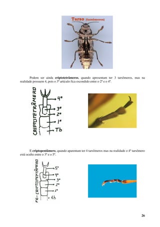 26
Podem ser ainda criptotetrâmeros, quando apresentam ter 3 tarsômeros, mas na
realidade possuem 4, pois o 3º artículo fica escondido entre o 2º e o 4º.
E criptopentâmero, quando aparentam ter 4 tarsômeros mas na realidade o 4º tarsômero
está oculto entre o 3º e o 5º.
 