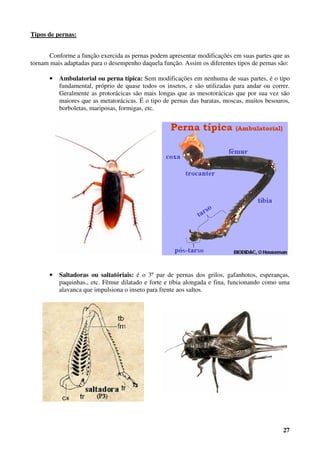 27
Tipos de pernas:
Conforme a função exercida as pernas podem apresentar modificações em suas partes que as
tornam mais adaptadas para o desempenho daquela função. Assim os diferentes tipos de pernas são:
• Ambulatorial ou perna típica: Sem modificações em nenhuma de suas partes, é o tipo
fundamental, próprio de quase todos os insetos, e são utilizadas para andar ou correr.
Geralmente as protorácicas são mais longas que as mesotorácicas que por sua vez são
maiores que as metatorácicas. É o tipo de pernas das baratas, moscas, muitos besouros,
borboletas, mariposas, formigas, etc.
• Saltadoras ou saltatóriais: é o 3º par de pernas dos grilos, gafanhotos, esperanças,
paquinhas., etc. Fêmur dilatado e forte e tíbia alongada e fina, funcionando como uma
alavanca que impulsiona o inseto para frente aos saltos.
 