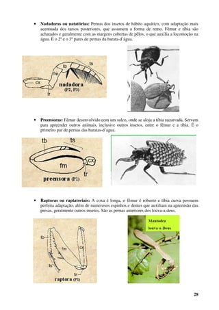 28
• Nadadoras ou natatórias: Pernas dos insetos de hábito aquático, com adaptação mais
acentuada dos tarsos posteriores, que assumem a forma de remo. Fêmur e tíbia são
achatados e geralmente com as margens cobertas de pêlos, o que auxilia a locomoção na
água. É o 2º e o 3º pares de pernas da barata-d’água.
• Preensoras: Fêmur desenvolvido com um sulco, onde se aloja a tíbia recurvada. Servem
para apreender outros animais, inclusive outros insetos, entre o fêmur e a tíbia. É o
primeiro par de pernas das baratas-d’agua.
• Raptoras ou raptatoriais: A coxa é longa, o fêmur é robusto e tíbia curva possuem
perfeita adaptação, além de numerosos espinhos e dentes que auxiliam na apreensão das
presas, geralmente outros insetos. São as pernas anteriores dos louva-a-deus.
 