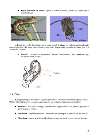 3
• Sulco epistomal ou clipeal: separa o clípeo da fronte, abaixo do clípeo está o
aparelho bucal.
A fronte é a região delimitada entre o sulco frontal. O clípeo é o esclerito delimitado pelo
sulco espistomal. Há ainda uma estrutura sem muita importância chamada de gena, que é a
“bochecha” do inseto.
• Tentório: estrutura de sustentação formada internamente, duas apódemas que
invaginam sobre o clípeo
1.3 Tórax
É a segunda região do corpo do inseto e apresenta os apêndices locomotores (pernas e asas).
O tórax é formado por três segmentos, derivados de um respectivo segmento embrionário:
• Protórax – está unido à cabeça. Somente ele é desprovido de asas, todavia apresenta o
primeiro par de pernas;
• Mesotórax – segmento mediano. Geralmente possui um par de pernas e um par de asas;
• Metatórax – liga-se ao abdome. Geralmente possui um par de pernas e um par de asas.
Tentório
 