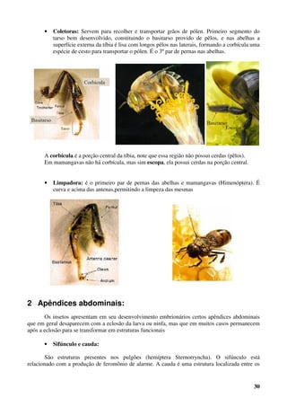 30
• Coletoras: Servem para recolher e transportar grãos de pólen. Primeiro segmento do
tarso bem desenvolvido, constituindo o basitarso provido de pêlos, e nas abelhas a
superfície externa da tíbia é lisa com longos pêlos nas laterais, formando a corbícula uma
espécie de cesto para transportar o pólen. É o 3º par de pernas nas abelhas.
A corbícula é a porção central da tíbia, note que essa região não possui cerdas (pêlos).
Em mamangavas não há corbícula, mas sim escopa, ela possui cerdas na porção central.
• Limpadora: é o primeiro par de pernas das abelhas e mamangavas (Himenóptera). É
curva e acima das antenas,permitindo a limpeza das mesmas
2 Apêndices abdominais:
Os insetos apresentam em seu desenvolvimento embrionários certos apêndices abdominais
que em geral desaparecem com a eclosão da larva ou ninfa, mas que em muitos casos permanecem
após a eclosão para se transformar em estruturas funcionais
• Sifúnculo e cauda:
São estruturas presentes nos pulgões (hemíptera Sternorryncha). O sifúnculo está
relacionado com a produção de feromônio de alarme. A cauda é uma estrutura localizada entre os
 