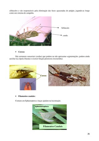 31
sifúnculos e são responsáveis pela eliminação das fezes açucaradas do pulgão, jogando-as longe
como um sistema de catapulta.
• Cercos:
São estruturas sensoriais (cerdas) que podem ou não apresentar segmentações, podem ainda
auxiliar na cópula (barata) e exercer função preensora (tesourinha).
• Filamentos caudais:
Comum em Epheeroptera e traças ajudam na locomoção.
Sifúnculo
cauda
 