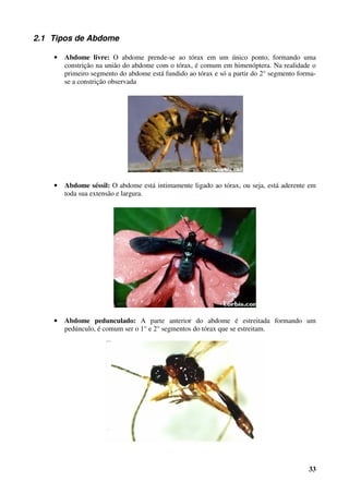 33
2.1 Tipos de Abdome
• Abdome livre: O abdome prende-se ao tórax em um único ponto, formando uma
constrição na união do abdome com o tórax, é comum em himenóptera. Na realidade o
primeiro segmento do abdome está fundido ao tórax e só a partir do 2° segmento forma-
se a constrição observada
• Abdome séssil: O abdome está intimamente ligado ao tórax, ou seja, está aderente em
toda sua extensão e largura.
• Abdome pedunculado: A parte anterior do abdome é estreitada formando um
pedúnculo, é comum ser o 1° e 2° segmentos do tórax que se estreitam.
 
