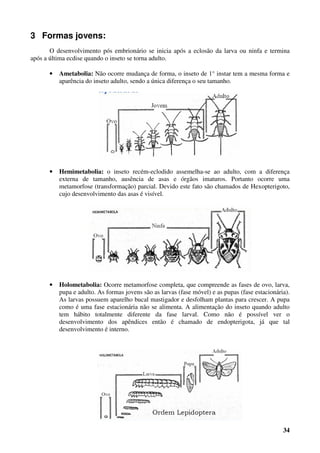 34
3 Formas jovens:
O desenvolvimento pós embrionário se inicia após a eclosão da larva ou ninfa e termina
após a última ecdise quando o inseto se torna adulto.
• Ametabolia: Não ocorre mudança de forma, o inseto de 1° instar tem a mesma forma e
aparência do inseto adulto, sendo a única diferença o seu tamanho.
• Hemimetabolia: o inseto recém-eclodido assemelha-se ao adulto, com a diferença
externa de tamanho, ausência de asas e órgãos imaturos. Portanto ocorre uma
metamorfose (transformação) parcial. Devido este fato são chamados de Hexopterigoto,
cujo desenvolvimento das asas é visível.
• Holometabolia: Ocorre metamorfose completa, que compreende as fases de ovo, larva,
pupa e adulto. As formas jovens são as larvas (fase móvel) e as pupas (fase estacionária).
As larvas possuem aparelho bucal mastigador e desfolham plantas para crescer. A pupa
como é uma fase estacionária não se alimenta. A alimentação do inseto quando adulto
tem hábito totalmente diferente da fase larval. Como não é possível ver o
desenvolvimento dos apêndices então é chamado de endopterigota, já que tal
desenvolvimento é interno.
 