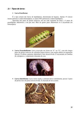 35
3.1 Tipos de larva:
• Larva Eruciforme:
É o tipo comum das larvas de lepidópteras, denominada de largatas. Apenas 1% desses
insetos pertence à ordem himenóptera, os outros 99% pertencem à ordem lepidóptera.
Apresenta três pares de pernas torácicas, um em cada segmento do tórax, e 4 pares de
pseudópodes abdominais e um par anal. Mais de quatro pares abdominais só é encontrado em
himenóptera.
• Larva Escarabeiforme: Larva recurvada em forma de “C” ou “U”, com três longos
pares de pernas torácicas de coloração branco-leitosa, com muitas dobras no tegumento
(plicas). O último segmento abdominal é bem desenvolvido. É encontrada em famílias
de coleópteros e vulgarmente chamadas de coro.
• Larva elateriforme: Larva muito rígida e achatada dorso-ventralmente, possui 3 pares
de pernas mas são pouco desenvolvidas. É chamada de larva arame.
 