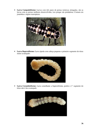 36
• Larva Campodeiforme: Larvas com três pares de pernas torácicas alongadas, são as
larvas com as pernas melhores desenvolvidas, isso porque são predadoras. Comum em
joaninhas e alguns neuropteras.
• Larva Buprestiforme: Larva ápoda com cabeça pequena e primeiro segmento do tórax
muito avantajado.
• Larva Cerambiciforme: Larva semelhante a buprestiforme, porém o 1° segmento do
tórax não é tão avantajado.
 