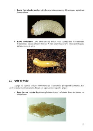 37
• Larva Curculioniforme: Larva ápoda, recurvada com cabeça diferenciada e quitinizada
branco-leitosa.
• Larva vermiforme: Larva ápoda em que muitas vezes a cabeça não é diferenciada,
Geralmente é afiladas e branco-leitosas. A parte anterior desta larva é mais estreita que a
parte posterior da larva.
3.2 Tipos de Pupa
A pupa é a segunda fase pós-embrionária que se caracteriza por aparente dormência. São
sensíveis e respiram intensamente. Podem ser separadas nos seguintes grupos:
• Pupa livre ou exarata: Pupa com apêndices visíveis e afastados do corpo, comum em
himenóptera.
 