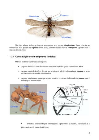 4
Na fase adulta, todos os insetos apresentam seis pernas (hexápodes). Com relação ao
número de asas podem ser ápteros (sem asas), dípteros (duas asas) e tetrápteros (quatro asas –
maioria dos insetos).
1.3.1 Constituição de um segmento torácico:
O tórax pode ser subdivido em regiões:
• A parte dorsal do tórax forma um semi-arco superior que é chamado de noto.
• A parte ventral do tórax forma um semi-arco inferior chamado de esterno, e seus
escleritos são chamados de esternitos.
• A parte mediana do tórax que separa o noto e o esterno é chamada de pleura, que é
uma região membranosa
• O noto é constituído por oito tergitos: 2 prescutos, 2 escutos, 2 escutelos e 2
pós-escutelos (4 pares simétricos).
 