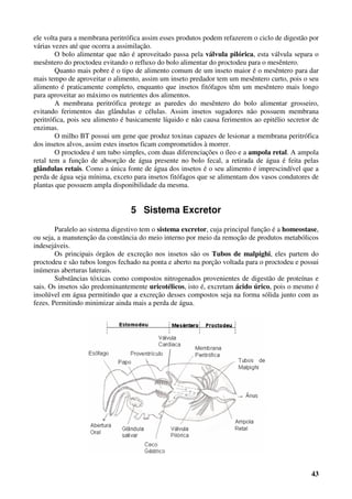 43
ele volta para a membrana peritrófica assim esses produtos podem refazerem o ciclo de digestão por
várias vezes até que ocorra a assimilação.
O bolo alimentar que não é aproveitado passa pela válvula pilórica, esta válvula separa o
mesêntero do proctodeu evitando o refluxo do bolo alimentar do proctodeu para o mesêntero.
Quanto mais pobre é o tipo de alimento comum de um inseto maior é o mesêntero para dar
mais tempo de aproveitar o alimento, assim um inseto predador tem um mesêntero curto, pois o seu
alimento é praticamente completo, enquanto que insetos fitófagos têm um mesêntero mais longo
para aproveitar ao máximo os nutrientes dos alimentos.
A membrana peritrófica protege as paredes do mesêntero do bolo alimentar grosseiro,
evitando ferimentos das glândulas e células. Assim insetos sugadores não possuem membrana
peritrófica, pois seu alimento é basicamente líquido e não causa ferimentos ao epitélio secretor de
enzimas.
O milho BT possui um gene que produz toxinas capazes de lesionar a membrana peritrófica
dos insetos alvos, assim estes insetos ficam comprometidos à morrer.
O proctodeu é um tubo simples, com duas diferenciações o íleo e a ampola retal. A ampola
retal tem a função de absorção de água presente no bolo fecal, a retirada de água é feita pelas
glândulas retais. Como a única fonte de água dos insetos é o seu alimento é imprescindível que a
perda de água seja mínima, exceto para insetos fitófagos que se alimentam dos vasos condutores de
plantas que possuem ampla disponibilidade da mesma.
5 Sistema Excretor
Paralelo ao sistema digestivo tem o sistema excretor, cuja principal função é a homeostase,
ou seja, a manutenção da constância do meio interno por meio da remoção de produtos metabólicos
indesejáveis.
Os principais órgãos de excreção nos insetos são os Tubos de malpighi, eles partem do
proctodeu e são tubos longos fechado na ponta e aberto na porção voltada para o proctodeu e possui
inúmeras aberturas laterais.
Substâncias tóxicas como compostos nitrogenados provenientes de digestão de proteínas e
sais. Os insetos são predominantemente uricotélicos, isto é, excretam ácido úrico, pois o mesmo é
insolúvel em água permitindo que a excreção desses compostos seja na forma sólida junto com as
fezes. Permitindo minimizar ainda mais a perda de água.
 