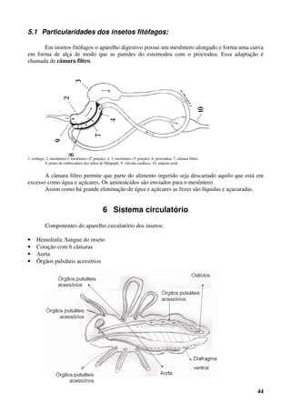 44
5.1 Particularidades dos insetos fitófagos:
Em insetos fitófagos o aparelho digestivo possui um mesêntero alongado e forma uma curva
em forma de alça de modo que as paredes do estomodeu com o proctodeu. Essa adaptação é
chamada de câmara filtro.
1, esôfago; 2, mesêntero;3, mesêntero (2ª porção); 4, 5, mesêntero (3ª porção); 6, proctodeu; 7, câmara filtro;
8, ponto de embocadura dos tubos de Malpighi; 9, válvula cardíaca; 10, ampola retal.
A câmara filtro permite que parte do alimento ingerido seja descartado aquilo que está em
excesso como água e açúcares. Os aminoácidos são enviados para o mesêntero.
Assim como há grande eliminação de água e açúcares as fezes são líquidas e açucaradas.
6 Sistema circulatório
Componentes do aparelho circulatório dos insetos:
• Hemolinfa: Sangue do inseto
• Coração com 6 câmaras
• Aorta
• Órgãos pulsáteis acessórios
 