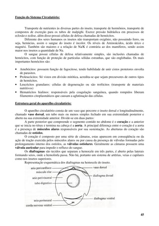 45
Função do Sistema Circulatório:
Transporte de nutrientes às diversas partes do inseto, transporte de hormônios, transporte de
compostos de excreção para os tubos de malpighi. Exerce pressão hidráulica em processos de
eclosão e ecdise, além disso possui células de defesa chamadas de hemócitos.
Diferente dos seres humanos os insetos não transportam oxigênio, não possuindo ferro, ou
seja, hemácias, assim o sangue do inseto é incolor. Os níveis de Aminoácidos, ácido úrico e
magnési. Também são maiores e a relação de Na/K é contrária ao dos mamíferos, sendo assim
maior nos insetos a quantidade de Na.
O sangue possui células de defesa relativamente simples, são inclusões chamadas de
hemócitos, com função de proteção de partículas sólidas estranhas, que são englobadas. Os mais
importantes hemócitos são:
• Amebócitos: possuem função de fagocitose, tendo habilidade de unir cistos protetores envolta
de parasitos.
• Proleucócitos: Só vistos em divisão mitótica, acredita-se que sejam precursores de outros tipos
de hemócitos.
• Leucócitos granulares: células de degeneração ou são trofócitos (transporte de materiais
nutritivos)
• Hematócitos hialinos: responsáveis pela coagulação sanguínea, quando rompidos liberam
filamentos citoplasmáticos que causam a aglutinação das células.
Estrutura geral do aparelho circulatório:
O aparelho circulatório consta de um vaso que percorre o inseto dorsal e longitudinalmente,
chamado vaso dorsal, um tubo mais ou menos simples fechado em sua extremidade posterior e
aberto na sua extremidade anterior. Divide-se em duas partes:
A parte posterior que compreende o segmento contido no abdome é o coração e a anterior
que se inicia no tórax e termina na cabeça é a aorta. A principal diferença entre o coração é a aorta
é a presença de músculos alares responsáveis por sua sustentação. As aberturas do coração são
chamadas de ostíolos.
O coração é composto por uma série de câmaras, estas aparecem em conseqüência ou da
ação de tração exercida pelos músculos alares ou por causa da presença de válvulas formadas pelo
prolongamento interno dos ostíolos, as válvulas ostiolares. Geralmente as câmaras possuem uma
válvula auricular para impedir o refluxo do sangue.
Os diafragmas são tecidos que separam a hemocele em três partes, é aberto pelas laterais
formando seios, onde a hemolinfa passa. Não há, portanto um sistema de artérias, veias e capilares
como nos insetos superiores.
Representação esquemática dos diafragmas na hemocele do inseto.
 