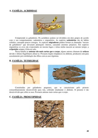48
A. FAMÍLIA ACRIDIDAE
Compreende os gafanhotos. Os acridídeos podem ser divididos em dois grupos de acordo
com o seu comportamento: sedentários e migratórios. As espécies sedentárias são de hábito
solitário, causando poucos estragos. As espécies migradoras podem formar as chamadas “nuvens
de gafanhotos” que devastam plantações inteiras, causando enormes prejuízos. Em espécies
migratórias os ovos são ovipositados no mesmo lugar e várias ninfas nascem ao mesmo tempo, a
oviposição sempre é feita no solo.
Nessa família as antenas são mais curtas que o corpo, alguns autores chamam de setácea
devido o último flagelômero afinar-se. Possuem órgãos timpânicos no abdome, produzem som para
acasalamento por estridulação das tíbias com as asas tégminas.
B. FAMÍLIA TETRIGIDAE
Constituídas por gafanhotos pequenos, que se caracterizam pelo pronoto
extraordinariamente desenvolvido para trás, cobrindo totalmente o abdome. O pronoto é tão
desenvolvido que cobre as asas. Possuem antenas mais curtas que o corpo.
C. FAMÍLIA PROSCOPIIDAE
 