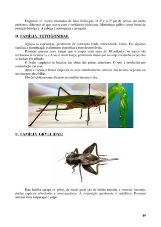 49
Englobam os insetos chamados de falso bicho-pau. O 2º e o 3º par de pernas são muito
próximos, diferente do que ocorre com o verdadeiro bicho-pau. Mimetizam galhos como forma de
proteção biológica. A cabeça é opistognata e alongada.
D. FAMÍLIA TETTIGONIDAE
Agrupa as esperanças, geralmente de coloração verde, mimetizando folhas. Em algumas
famílias a mimetização é altamente específica e bem desenvolvida.
Possuem antenas mais longas que o corpo, com mais de 30 artículos, os tarsos são
tetrâmeros (4 tarsômeros). A asa é muito longa, geralmente maior que o comprimento do corpo, elas
se fecham em telhado.
O órgão timpânico se localiza nas tíbias das pernas anteriores. O som é produzido por
estridulação das asas.
Após a cópula a fêmea oviposita os ovos endoficamente (interior dos tecidos vegetais) ou
nas margens das folhas.
São de hábito noturno ficando escondidas durante o dia.
E. FAMÍLIA GRYLLIDAE:
Esta família agrupa os grilos, de modo geral são de hábito terrestre e noturno, havendo,
porém espécies arborícolas e semi-aquáticas. A oviposição geralmente é endófitica. Possuem
antenas mais longas que o corpo
 