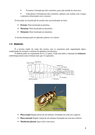 5
• O esterno é formado por dois esternitos, para cada metade do semi-arco.
• Cada pleura é formada por dois esternitos: epímero (em contato com o tergo)
e episterno (relacionado com o esterno).
O noto pode ser classificado de acordo com sua localização no tórax.
• Pronoto: Noto localizado no protórax
• Mesonoto: Noto localizado no mesotórax
• Metanoto: Noto localizado no metatórax
A mesma analogia pode ser aplicada a pleura e ao esterno.
1.4 Abdome:
É a terceira região do corpo dos insetos, que se caracteriza pela segmentação típica,
simplicidade de estrutura e ausência de apêndices locomotores.
O abdome pode ser segmentado de 8 a 12 partes. Cada uma delas é chamada de urômeros,
embriologicamente nunca formam mais que 12 segmentos.
• Placa tergal: Região dorsal de um urômero, formando um semi-arco superior.
• Placa esternal: Região ventral de um urômero formando um semi-arco inferior.
• Membrana pleural: liga os dois semi-arcos.
 