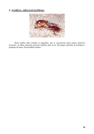 50
F. FAMÍLIA GRYLLOTALPIDAE:
Nesta família estão reunidas as paquinhas, que se caracterizam pelas pernas anteriores
fossoriais. As tíbias anteriores possuem espinhos para cavar. São pragas agrícolas de hortaliças e
produção de frutos. Possui hábito noturno.
 