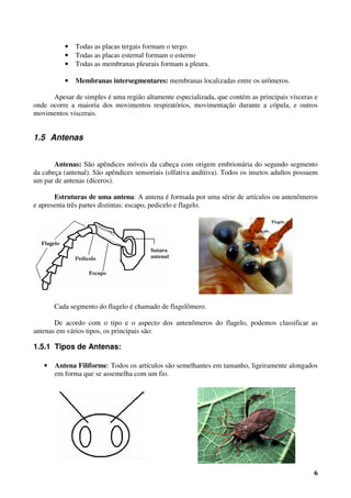 6
• Todas as placas tergais formam o tergo.
• Todas as placas esternal formam o esterno
• Todas as membranas pleurais formam a pleura.
• Membranas intersegmentares: membranas localizadas entre os urômeros.
Apesar de simples é uma região altamente especializada, que contém as principais vísceras e
onde ocorre a maioria dos movimentos respiratórios, movimentação durante a cópula, e outros
movimentos viscerais.
1.5 Antenas
Antenas: São apêndices móveis da cabeça com origem embrionária do segundo segmento
da cabeça (antenal). São apêndices sensoriais (olfativa auditiva). Todos os insetos adultos possuem
um par de antenas (díceros).
Estruturas de uma antena: A antena é formada por uma série de artículos ou antenômeros
e apresenta três partes distintas: escapo, pedicelo e flagelo.
Cada segmento do flagelo é chamado de flagelômero.
De acordo com o tipo e o aspecto dos antenômeros do flagelo, podemos classificar as
antenas em vários tipos, os principais são:
1.5.1 Tipos de Antenas:
• Antena Filiforme: Todos os artículos são semelhantes em tamanho, ligeiramente alongados
em forma que se assemelha com um fio.
 