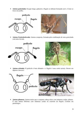 9
• Antena geniculada: Escapo longo, pedicelo e flagelo se dobram formando um L. Como se
fosse um joelho.
• Antena Geniculoclavada: Antena composta, formada pela combinação de uma geniculada
com uma clavada.
• Antena aristada: O pedicelo é bem dilatado e o flagelo é uma cerda (arista). Ocorre em
dípteras (moscas)
• Antena plumosa: Antena maior que o conjunto cabeça tórax com inúmeras cerdas, plumas.
É uma antena filiforme com inúmeras cerdas na extensão do flagelo. Comum em
pernilongos.
 