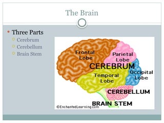 Anatomy and physiology of nervous system | PPT