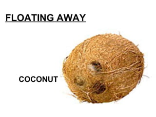 FLOATING AWAY COCONUT