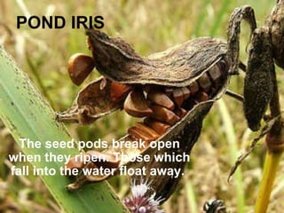 POND IRIS The seed pods break open when they ripen. Those which fall into the water float away.