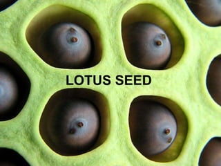 LOTUS SEED
