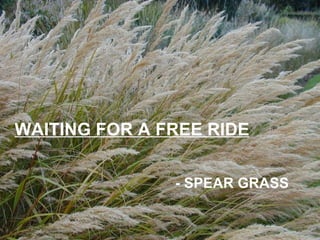 WAITING FOR A FREE RIDE - SPEAR GRASS