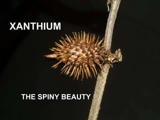 XANTHIUM THE SPINY BEAUTY