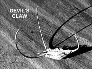 DEVIL’S CLAW