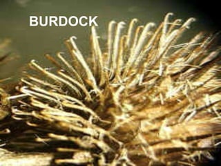 BURDOCK