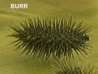 BURR