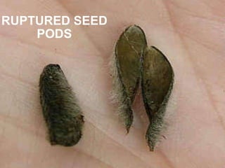 RUPTURED SEED PODS