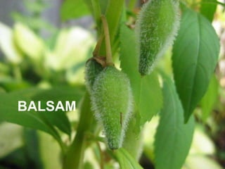 BALSAM