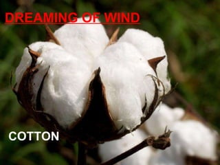 DREAMING OF WIND COTTON