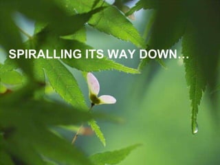 SPIRALLING ITS WAY DOWN…