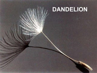 DANDELION