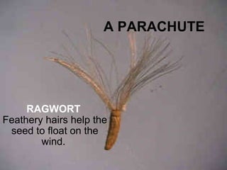 A PARACHUTE RAGWORT Feathery hairs help the seed to float on the wind.