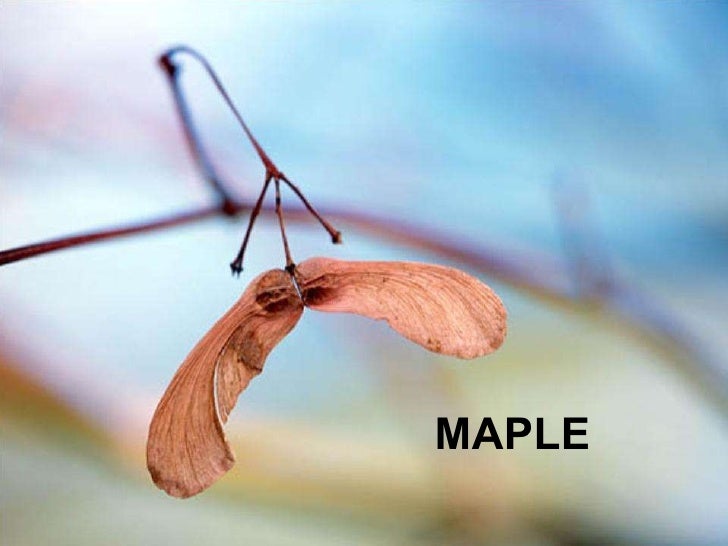 SEED DISPERSAL