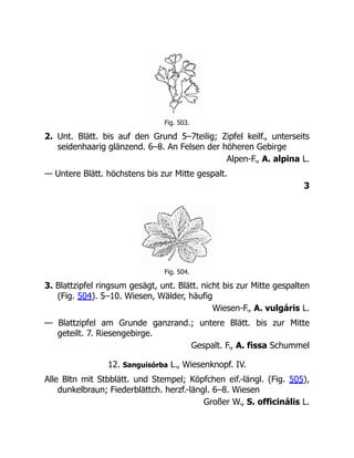 Fig. 503.
2. Unt. Blätt. bis auf den Grund 5–7teilig; Zipfel keilf., unterseits
seidenhaarig glänzend. 6–8. An Felsen der höheren Gebirge
Alpen-F., A. alpina L.
— Untere Blätt. höchstens bis zur Mitte gespalt.
3
Fig. 504.
3. Blattzipfel ringsum gesägt, unt. Blätt. nicht bis zur Mitte gespalten
(Fig. 504). 5–10. Wiesen, Wälder, häufig
Wiesen-F., A. vulgáris L.
— Blattzipfel am Grunde ganzrand.; untere Blätt. bis zur Mitte
geteilt. 7. Riesengebirge.
Gespalt. F., A. fissa Schummel
12. Sanguisórba L., Wiesenknopf. IV.
Alle Bltn mit Stbblätt. und Stempel; Köpfchen eif.-längl. (Fig. 505),
dunkelbraun; Fiederblättch. herzf.-längl. 6–8. Wiesen
Großer W., S. officinális L.
 