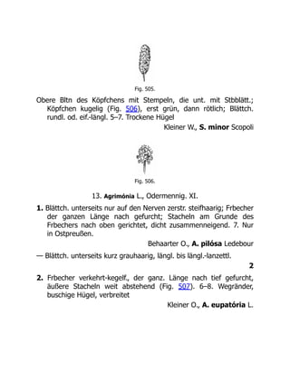 Fig. 505.
Obere Bltn des Köpfchens mit Stempeln, die unt. mit Stbblätt.;
Köpfchen kugelig (Fig. 506), erst grün, dann rötlich; Blättch.
rundl. od. eif.-längl. 5–7. Trockene Hügel
Kleiner W., S. minor Scopoli
Fig. 506.
13. Agrimónia L., Odermennig. XI.
1. Blättch. unterseits nur auf den Nerven zerstr. steifhaarig; Frbecher
der ganzen Länge nach gefurcht; Stacheln am Grunde des
Frbechers nach oben gerichtet, dicht zusammenneigend. 7. Nur
in Ostpreußen.
Behaarter O., A. pilósa Ledebour
— Blättch. unterseits kurz grauhaarig, längl. bis längl.-lanzettl.
2
2. Frbecher verkehrt-kegelf., der ganz. Länge nach tief gefurcht,
äußere Stacheln weit abstehend (Fig. 507). 6–8. Wegränder,
buschige Hügel, verbreitet
Kleiner O., A. eupatória L.
 